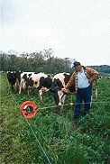 Forgey with cows