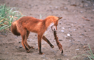 Red Fox Dead