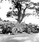 CAMOUFLAGED 155-MM. GUN M1918 (GPF) parked on the Gerona-Tarlac
road, December 1941. The Japanese forces moved down Luzon forcing the
defending U.S. troops to withdraw to the south. On 30 December a large-scale
attack was launched and the U.S. troops were driven back ten miles to Gapan.
After another enemy attack they fell back twenty miles farther. A secondary
enemy attack at Tarlac failed to achieve important gains. The northern U.S. force
protected the withdrawal of the southern force by a delaying action. All troops
were beginning to converge in the vicinity of Manila and the Bataan Peninsula.