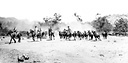 PACK MULE TRAIN of a cavalry unit during training.