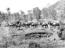 PACK MULE TRAIN of a cavalry unit during training.