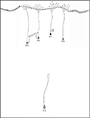 Figure 6.--Boat division landing an assault platoon.