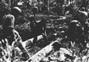 Men of the 24th Construction Battalion sawing coconut logs into proper lengths for road construction, Rendova, July 1943