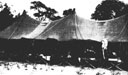 Figure 113.--Advanced hospital at Koza, Okinawa. Many casualties were treated here and returned to duty.