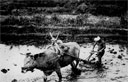 1. preparing a rice field for planting