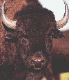 buffalo.gif