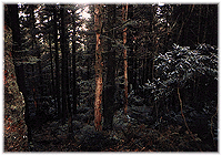 [Evergreen forest]