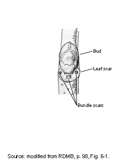 bundle scar