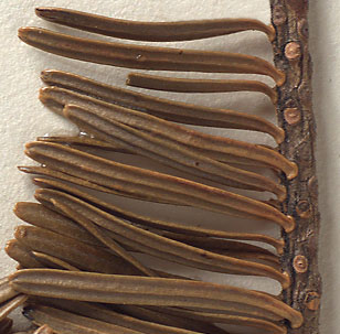 Needles sessile with nearly circular leaf bases (close-up image)