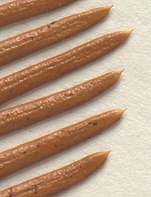 Apices of needles pointed (close-up image)
