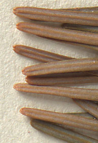Apices of needles rounded, some notched (close-up image)