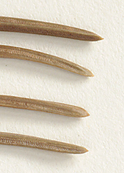 Needles relatively blunt-tipped (close-up image)