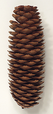 Seed cones 10-16 cm long