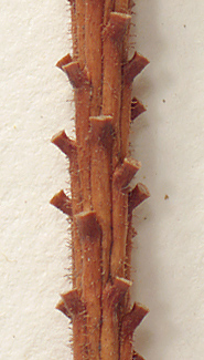 Twigs lightly pubescent (close-up image)