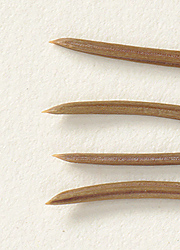 Needles sharp-pointed (close-up image)