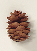 Seed cones 2.5-8 cm long