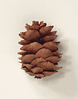 Seed cones shorter than 12 cm