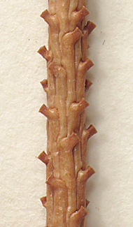 Twigs glabrous (close-up image)