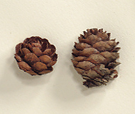 Seed cones 1.5-3.5 cm long