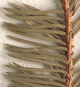 Needles linear, attached by sterigmata (close-up image)