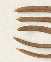 Needles mostly acute to sharp-pointed (close-up image)