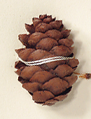 Seed cones 2.3-5 cm long