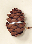 Seed cones 1.5-5 cm long