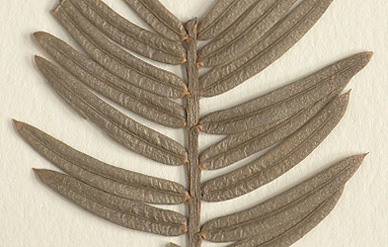 Needles 2-3 mm. wide, midrib prominently raised (close-up image)