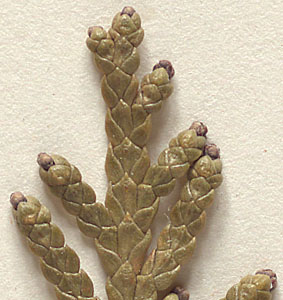 Outer-most branchlets about 1.5 mm. wide; tips of scales blunt-pointed (close-up image)