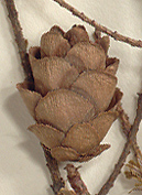 Seed cones 1.2-2.5 cm. long (close-up image)