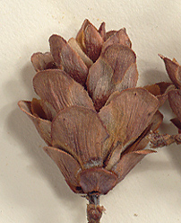 Seed cones 2.0-4.0 cm. long (close-up image)