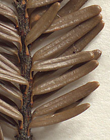Needles attached on short, appressed petioles (close-up image)
