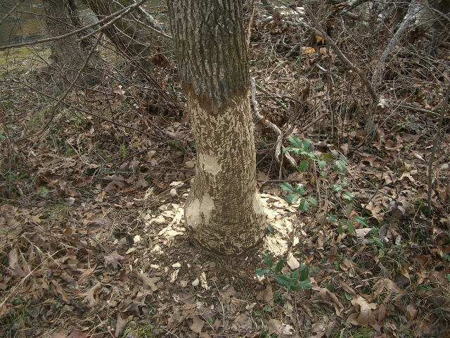 Beaver getting started