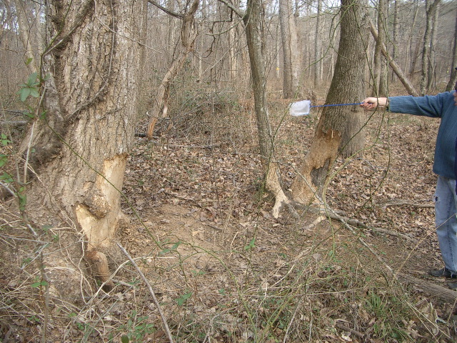 Very ambitious Beaver work