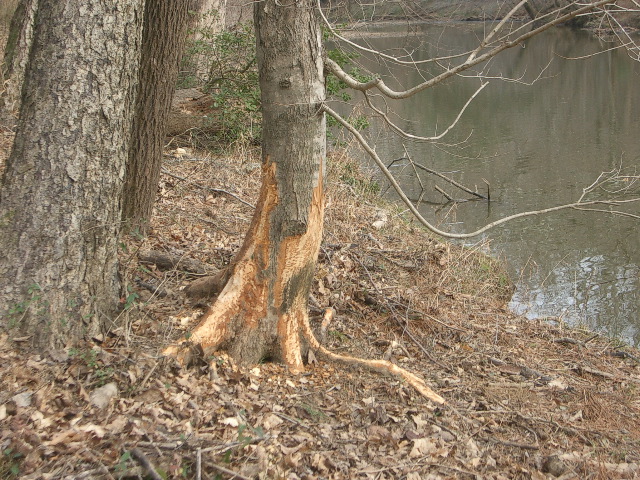 Beaver work on trunk and roots