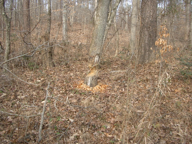 Very recent beaver action