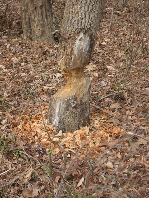 Beaver-created Tiki god