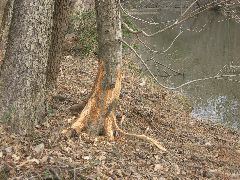 Beaver work on trunk and roots