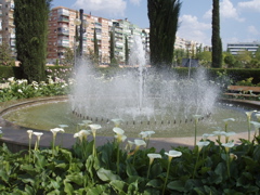 Fountain with Calla Lillies in Lorca Park