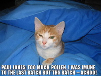 Allergy LOLcat