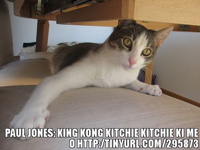 King Knog LOLcat