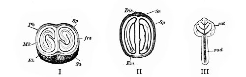 Fig. 331. Coffee (Coffea arabica).