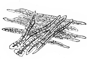 Fig. 336. Coffee. Sclerenchyma fibers of endocarp. x160. (Moeller)