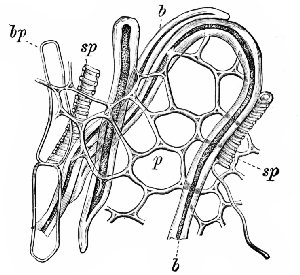 Fig. 335. Coffee. Elements of pericarp in surface view.