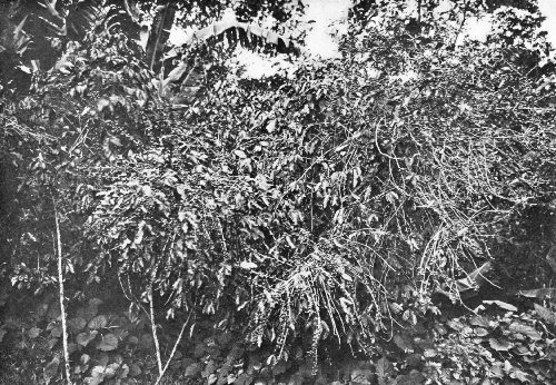 SINGLE PORTO RICO COFFEE TREE IN FULL BEARING, PROPPED UP WITH STAKES