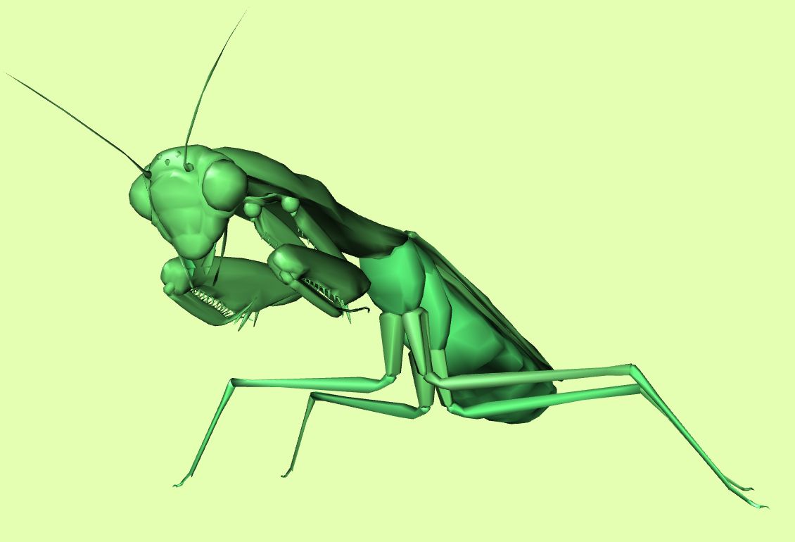 mantis