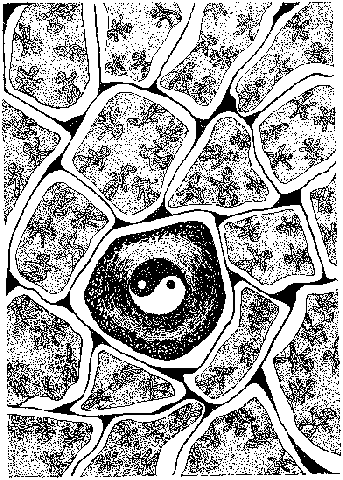 Fight over territorial right