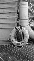 Photo # NH 51006:  'Viga', the ship's Belgian police dog mascot, poses with a life ring, 23 March 1919