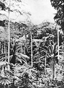 A forest with oil palms, near Ganda