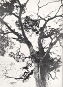 Top of trunk of a Kalungi